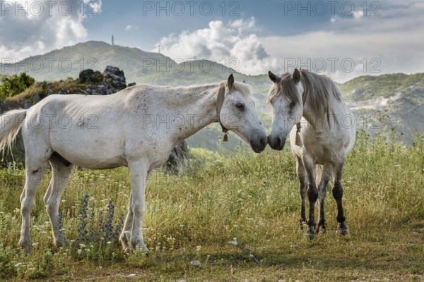 Horses in Lovcen National Park, Montenegro with mountains in the background