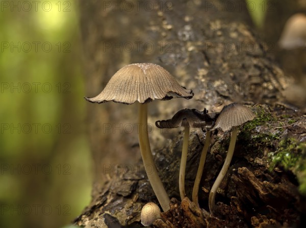 Glistening Inkcap Fungi growing on tree in English woodland