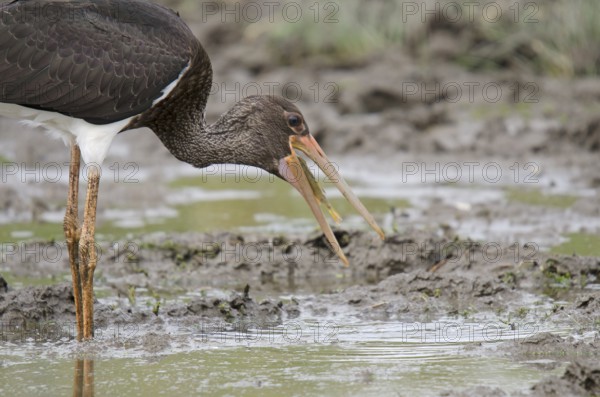 Young black stork with prey