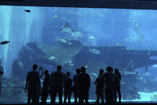 Silhouette of people in front of huge aquarium with stingray and fishes on Sentosa island, Singapore, Asia