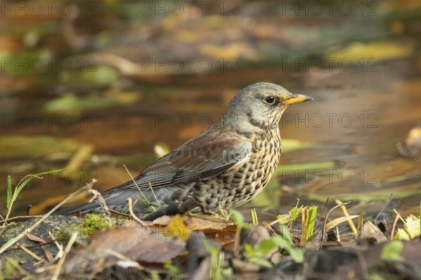 Juniper thrush standing at the water's edge, looking right