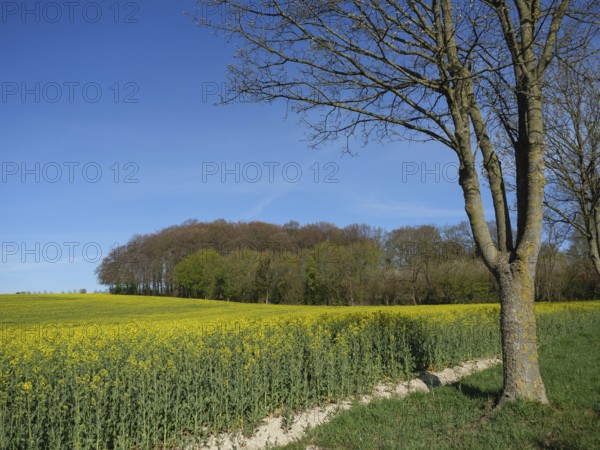 Single tree in front of a large yellow rape field, billerbeck, münsterland, germany