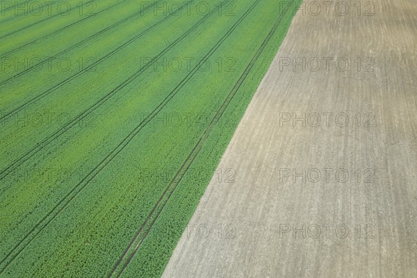 Rapeseed green field in spring, Agricultural land, Aerial View