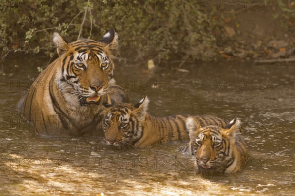 Wild Indian or Bengal tigress with two young cubs cooling off in a waterhole on a hot summer day in Ranthambhore tiger reserve, India, Asia