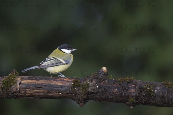 Great tit on tree branch