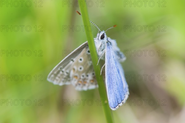 Blue butterfly Celastrina argiolus in nature environment