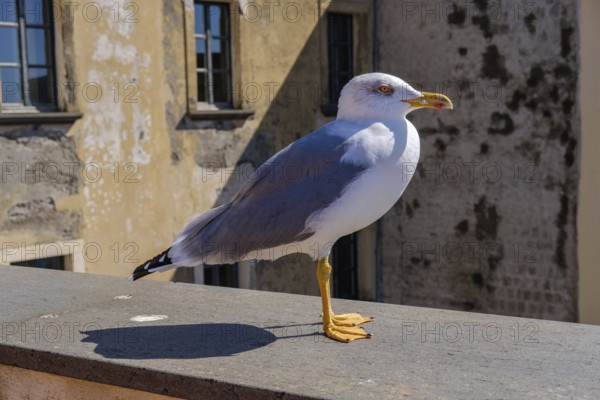 Seagull at historic Castell dell'Ovo in Naples, Italy, Europe