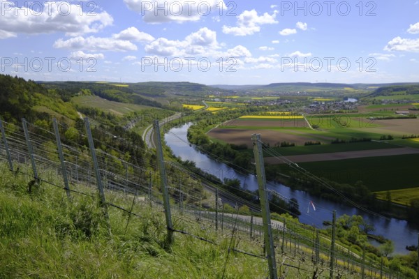 Landscape and vineyards near Stetten with a view of the Main valley, Main-Spessart district, Lower Franconia, Bavaria, Germany, Europe