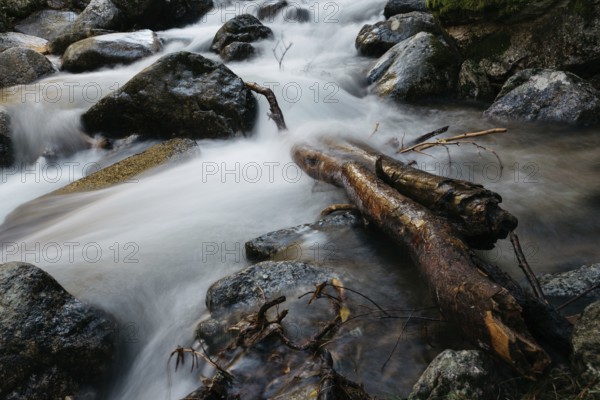 River of mountain crossing a forest. Long exposure shot