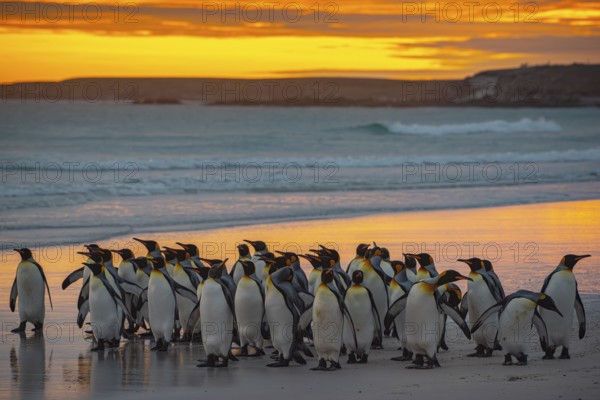 King penguins (Aptenodytes patagonicus), in the morning light on the beach, Volunteer Point, Falkland Islands, Great Britain, South Atlantic, South America