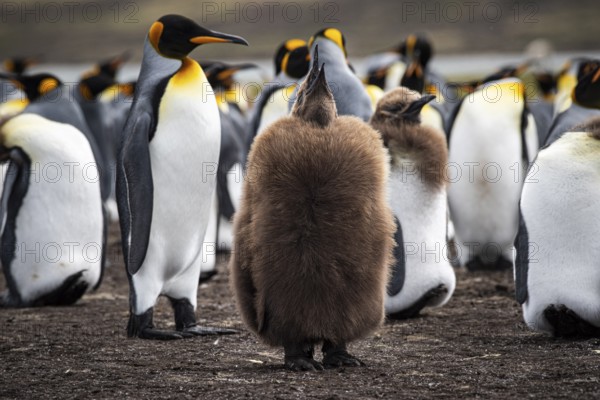King penguins (Aptenodytes patagonicus), juvenile and adult birds at the edge of a colony, Volunteer Point, Falkland Islands, Great Britain, South Atlantic, South America
