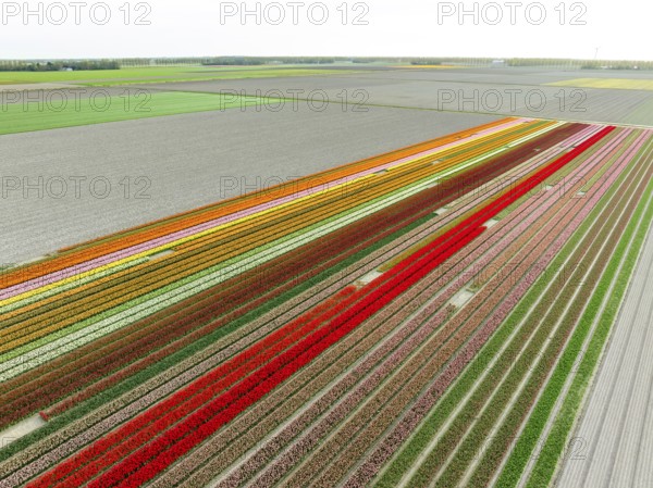 Aerial view of a beautiful landscape filled with colorful tulips