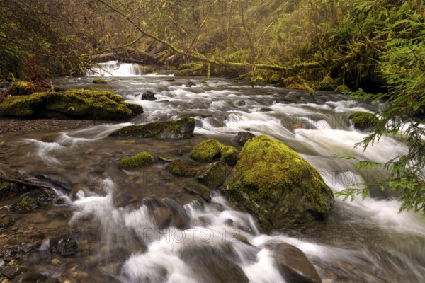 Color image of a redwood forest. Northern California, USA, North America
