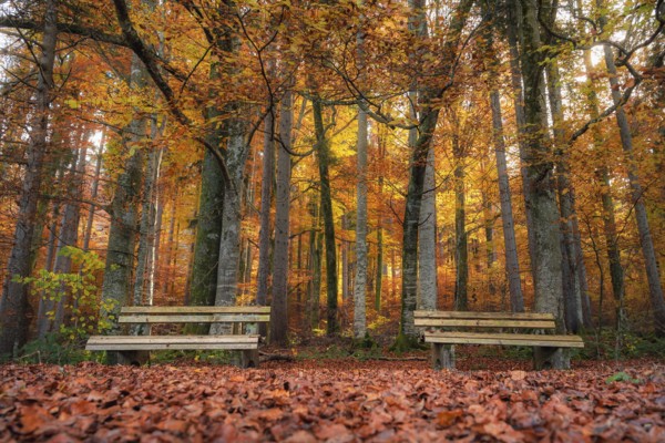 Fall scenery with two wooden benches on a carpet of autumn leaves, in a colorful deciduous forest, near Fussen, Bavaria, Germany, Europe