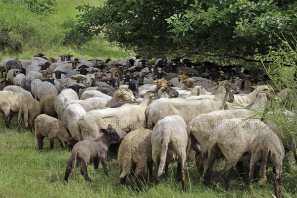 Flock of sheep