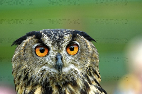 European eagle owl (Bubo bubo), captive, Germany, Europe, eagle owl, falconry Neunkirchen, Neunkirchen, Saarland, Europe