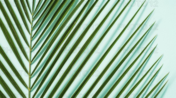 Palm leaves close up on pastel blue background. Tropical palm leaves top view or flat lay. Copy space for text or design. Horizontal banner. Tropical palm leave, jungle leave floral pattern background