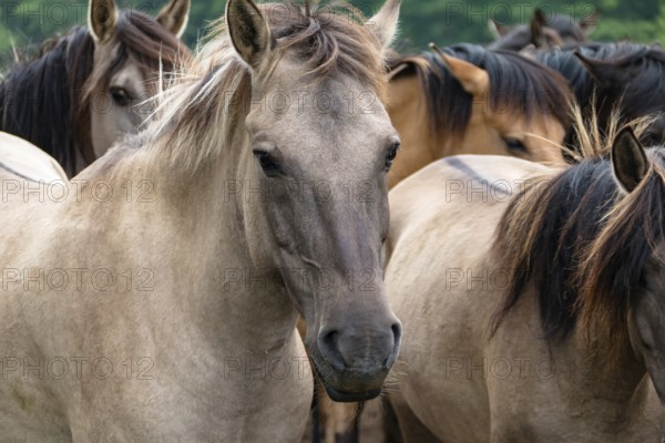 The Dülmen horses live wild near Dülmen, in the Merfelder Bruch nature reserve in North Rhine-Westphalia. The eel line on their backs is a typical feature of these wild horses. Wild live the Dülmen horses near Dülmen, in the nature reserve Merfelder Bruch, North Rhine-Westphalia. A characteristic feature of the wilds is the eel on the back