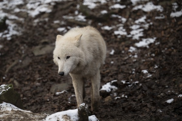 Laura Dick Pelm, Kasselburg, Rhineland-Palatinate, polar wolves, wolf feeding on 04.01.2025 in the Kasselburg in Pelm Germany