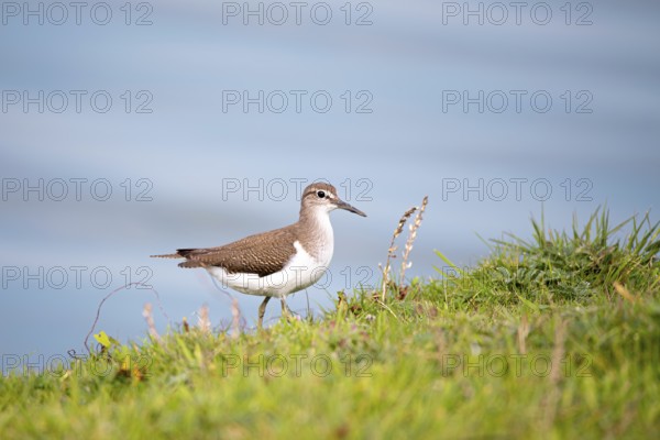 Common sandpiper (Actitis hypoleucos), in vegetation at the water's edge, Schleswig-Holstein Wadden Sea National Park, Germany, Europe