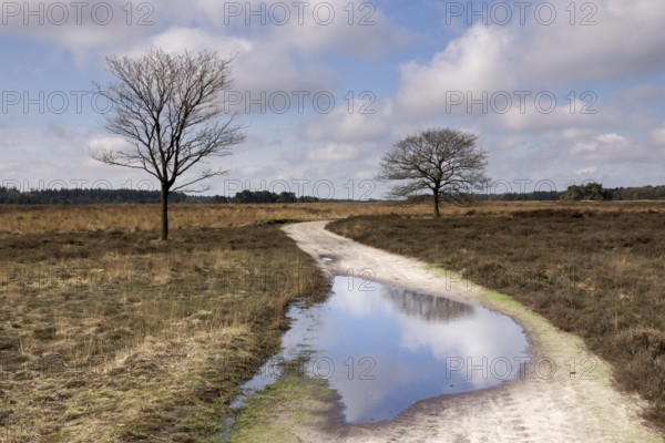 Sandy path with puddle in the North Brabant nature reserve the Regte Heide near Goirle