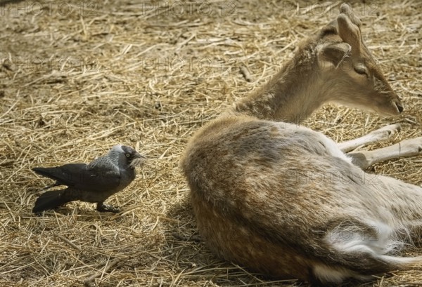 Crow Collects Wool for a Nest from the Dorsum of a Deer Varna, Bulgaria, Europe