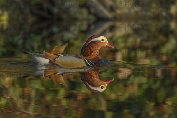 Beautiful Mandarin Duck swimming on the water. France