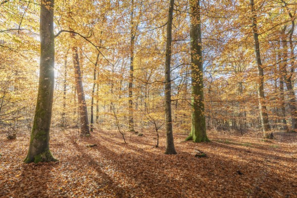 Mountain forest in autumn with orange and yellow foliage. Vosges, France, Europe