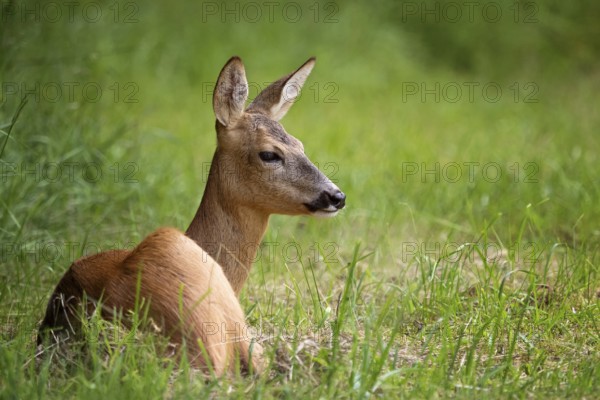 Roe deer in the forest, Capreolus capreolus. Wild roe deer in nature