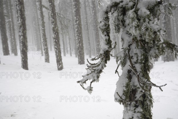 Winter forest landscape with mountain covered in snow and pine trees. Troodos mountains in Cyprus