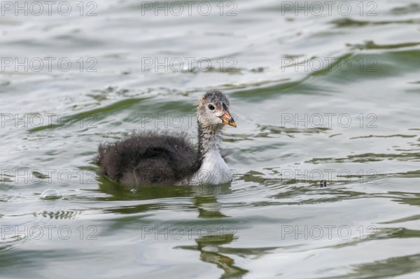 Eurasian Coot Chick (Fulica atra) Swimming
