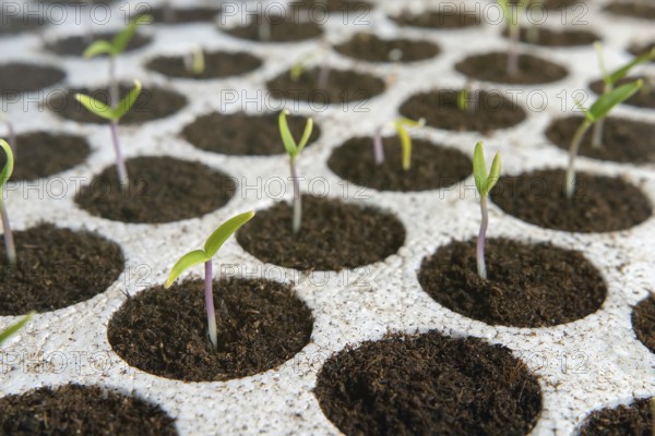 Closeup seedlings potted in peat tray. Young seedlings in springtime. New life