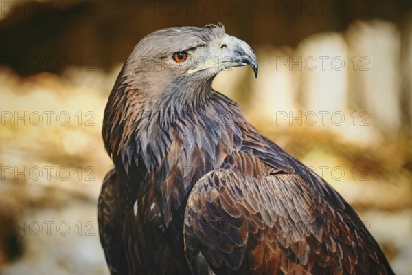Close up Portrait of Golden Eagle (Aquila Chrysaetos Canadensis) Varna, Bulgaria, Europe