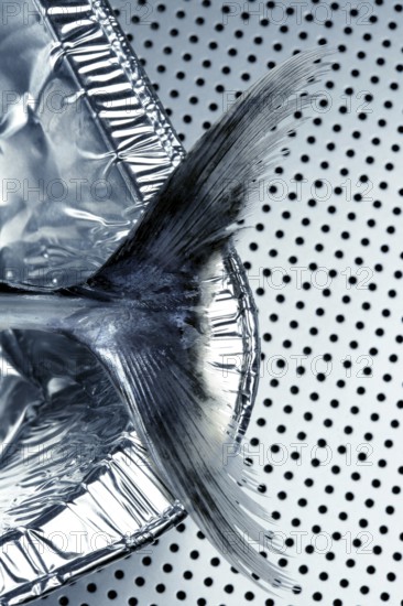 Little tunny, false albacore tail detail over silver background