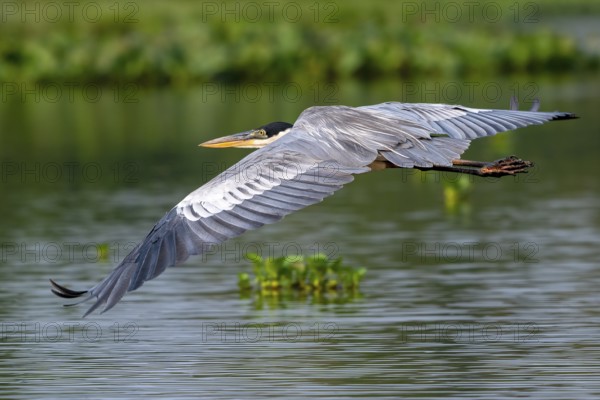 Cocoirei heron (Ardea cocoi), flying, in flight, Pantanal, inland, wetland, UNESCO Biosphere Reserve, World Heritage Site, wetland biotope, Mato Grosso, Brazil, South America