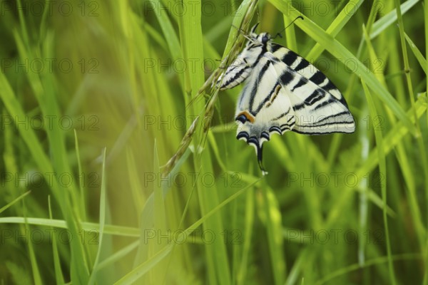 scarce swallowtail (Iphiclides podalirius), one of the largest butterflies, freshly hatched, meadow, Lauda-Königshofen, Baden-Württemberg, Germany, Europe