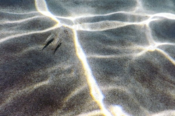 Sandy bottom, fish swimming underwater
