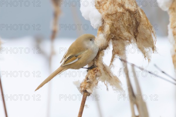 Cute little bird, Bearded tit, female Bearded reedling (panurus biarmicus)