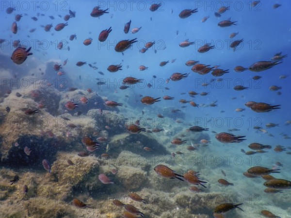 Sea Life Underwater Rocks Sunlight, Underwater Life, wildlife
