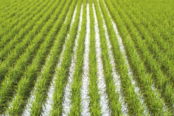 Green field, Asia paddy field