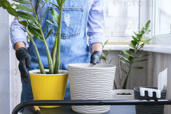 Gardener woman transplants indoor plants and use a shovel on table. Zamioculcas Concept of plants care and home garden. Spring planting. Money tree