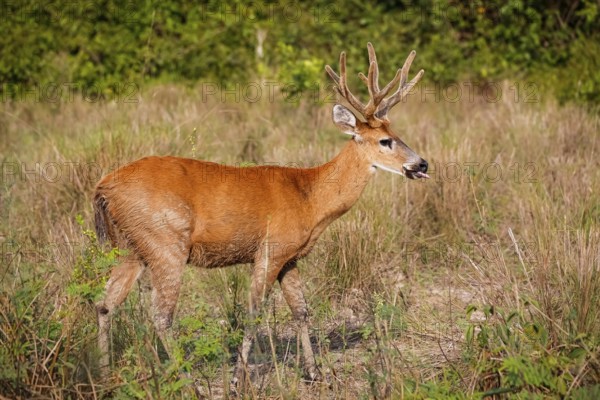 Side view of a Pampa Deer with beautiful colored fur in the afternoon light on a dry meadow, Pantanal Wetlands, Mato Grosso, Brazil, South America