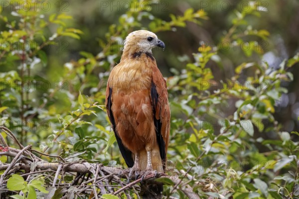 Close-up of a Black-collared hawk perched on a branch against green background, looking to the right, Pantanal Wetlands, Mato Grosso, Brazil, South America