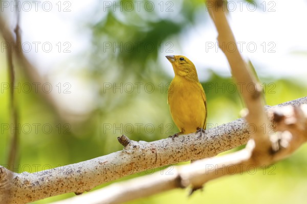 Saffron Finch perched on a bare tree branch against bright natural background, Pantanal Wetlands, Mato Grosso, Brazil, South America
