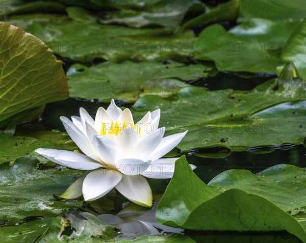 Closeup of a white water lilly blossom in a pond