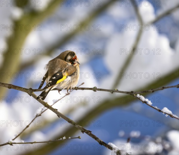 Closeup of an European goldfinch sitting on the branch of a snow covered tree