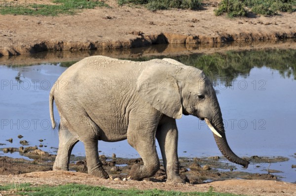 A female African Elephant in the Addo Park, South Africa, Africa