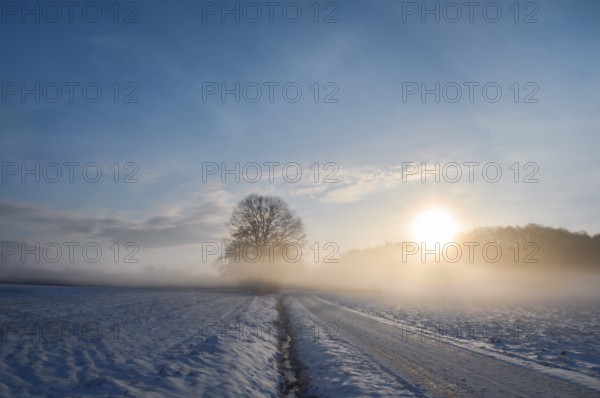 Winter landscape with a country road and agricultural fields covered in snow, at sunrise, on a foggy morning of February