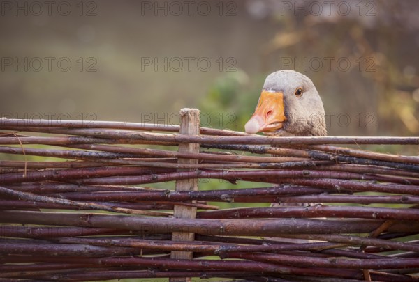 Portrait of a gray goose hidden behind a fence made of twigs