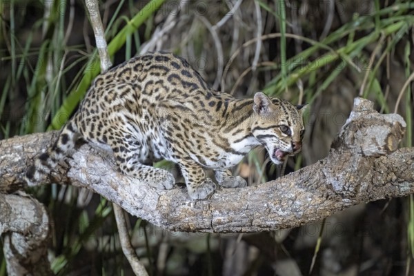 Ocelot (Leopardus pardalis), at night, sitting on a branch, Pantanal, inland, wetland, UNESCO Biosphere Reserve, World Heritage Site, wetland biotope, Mato Grosso, Brazil, South America